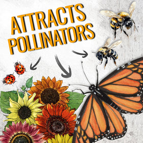 Seed Needs open-pollinated sunflowers provide resilient seeds for future seasons.