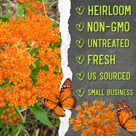 Seed Needs orange milkweed seeds attract monarchs and bees