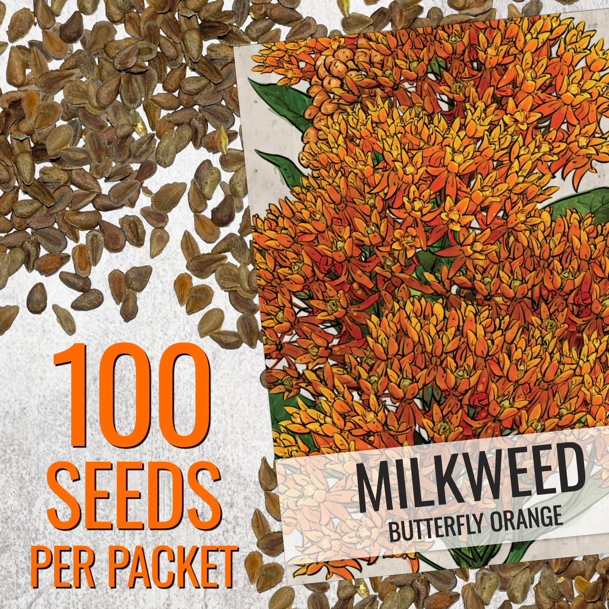 Seed Needs orange milkweed seeds bright flower cluster close-up for pollinator attraction