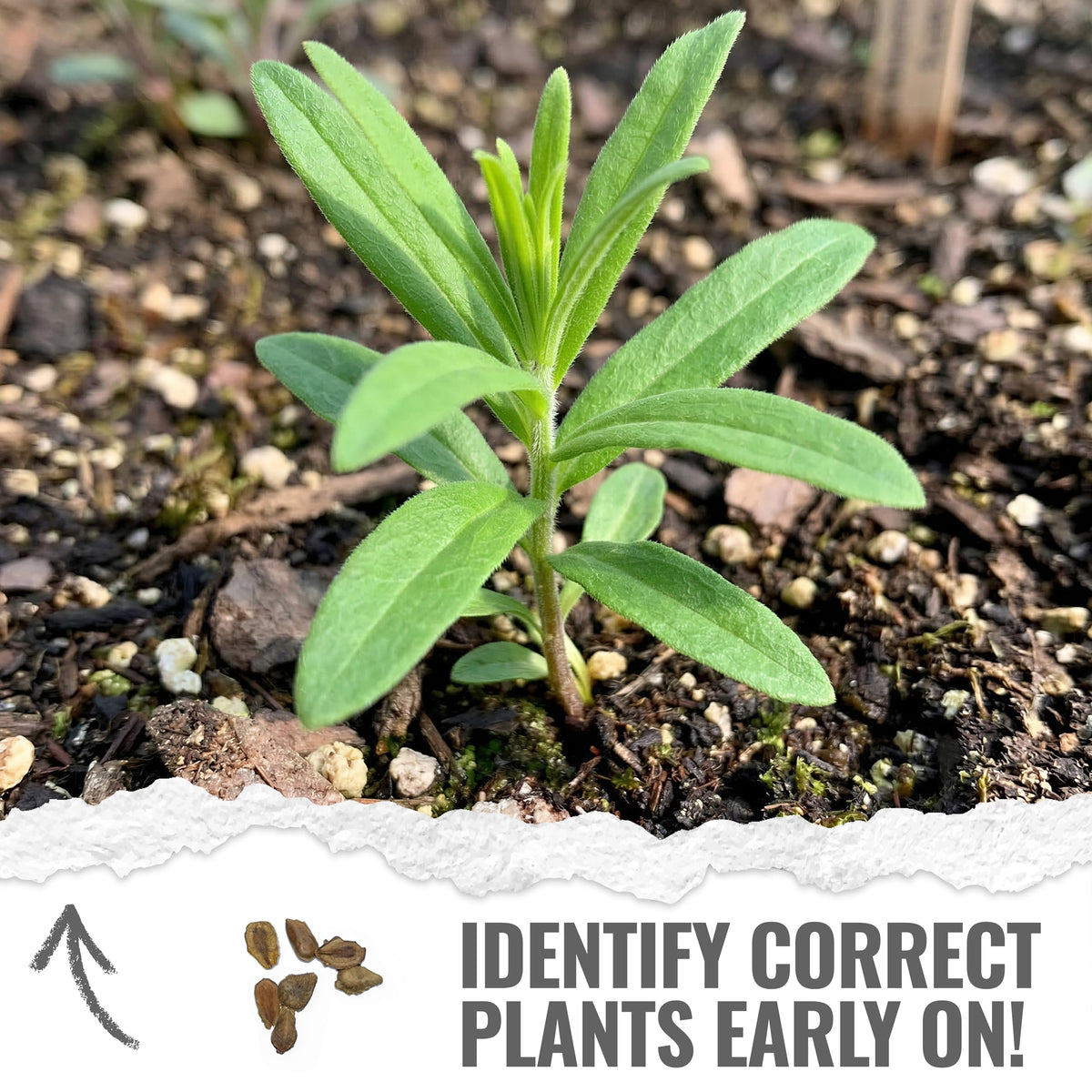 Seed Needs orange milkweed seeds habitat label in dry soil context