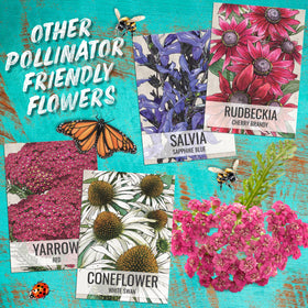 Seed Needs orange milkweed seeds open-pollinated heritage and non-GMO promise