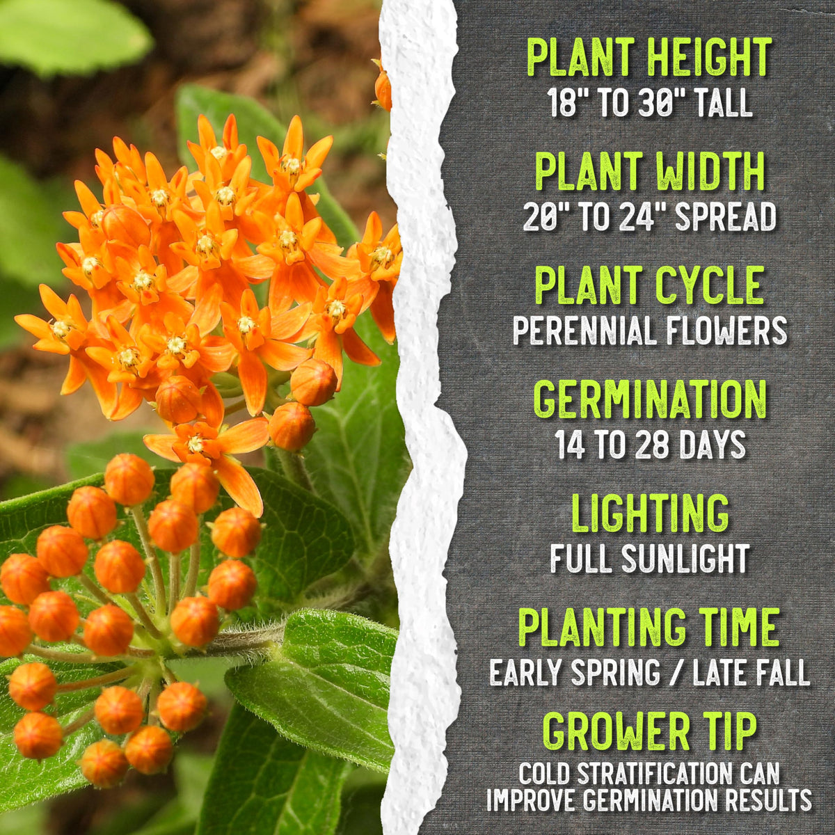 Seed Needs orange milkweed seeds packaging emphasizes freshness and storage