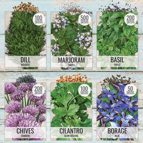 Seed Needs oregano seeds pack for Mediterranean dishes