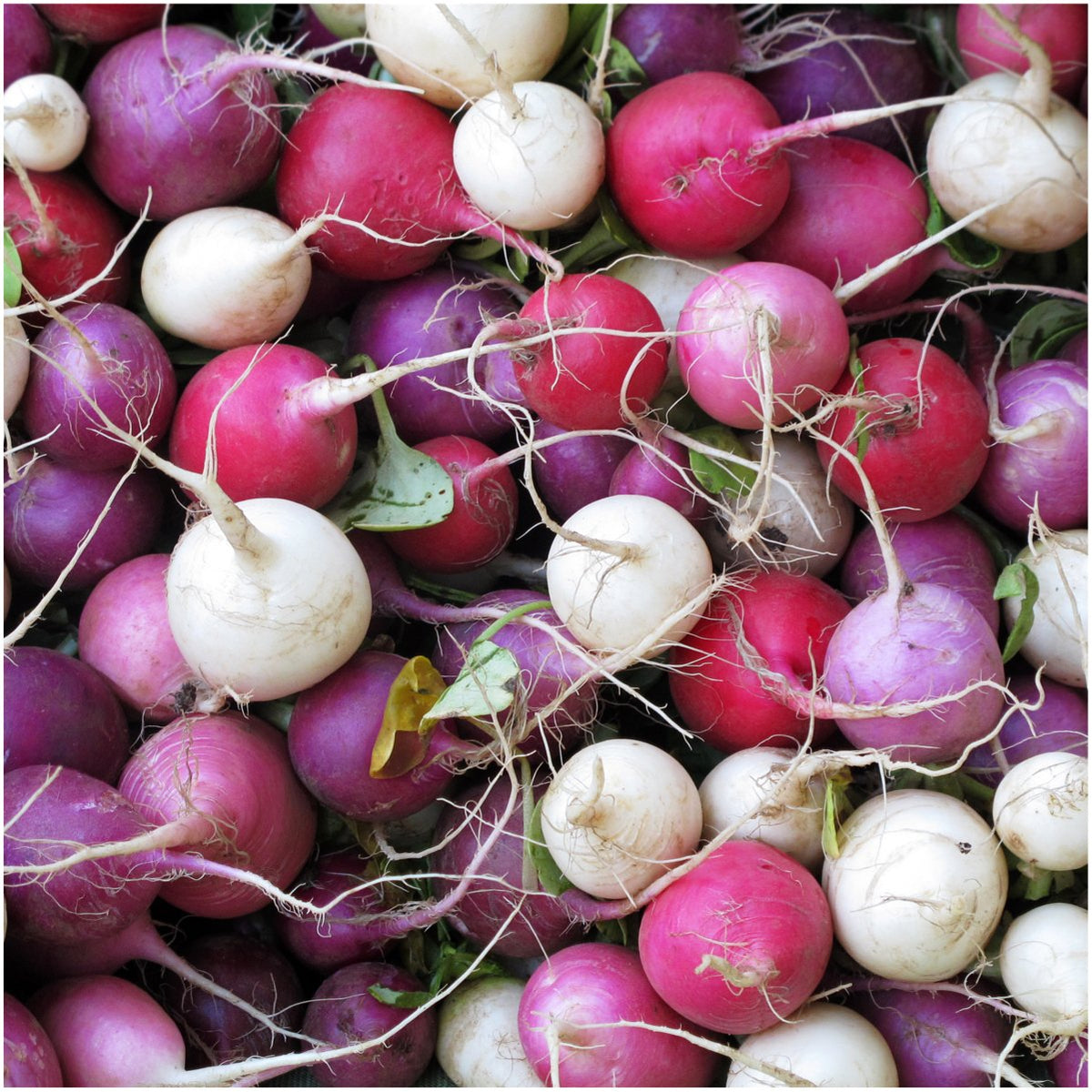 Seed Needs packets feature illustrated variety art helps selection.