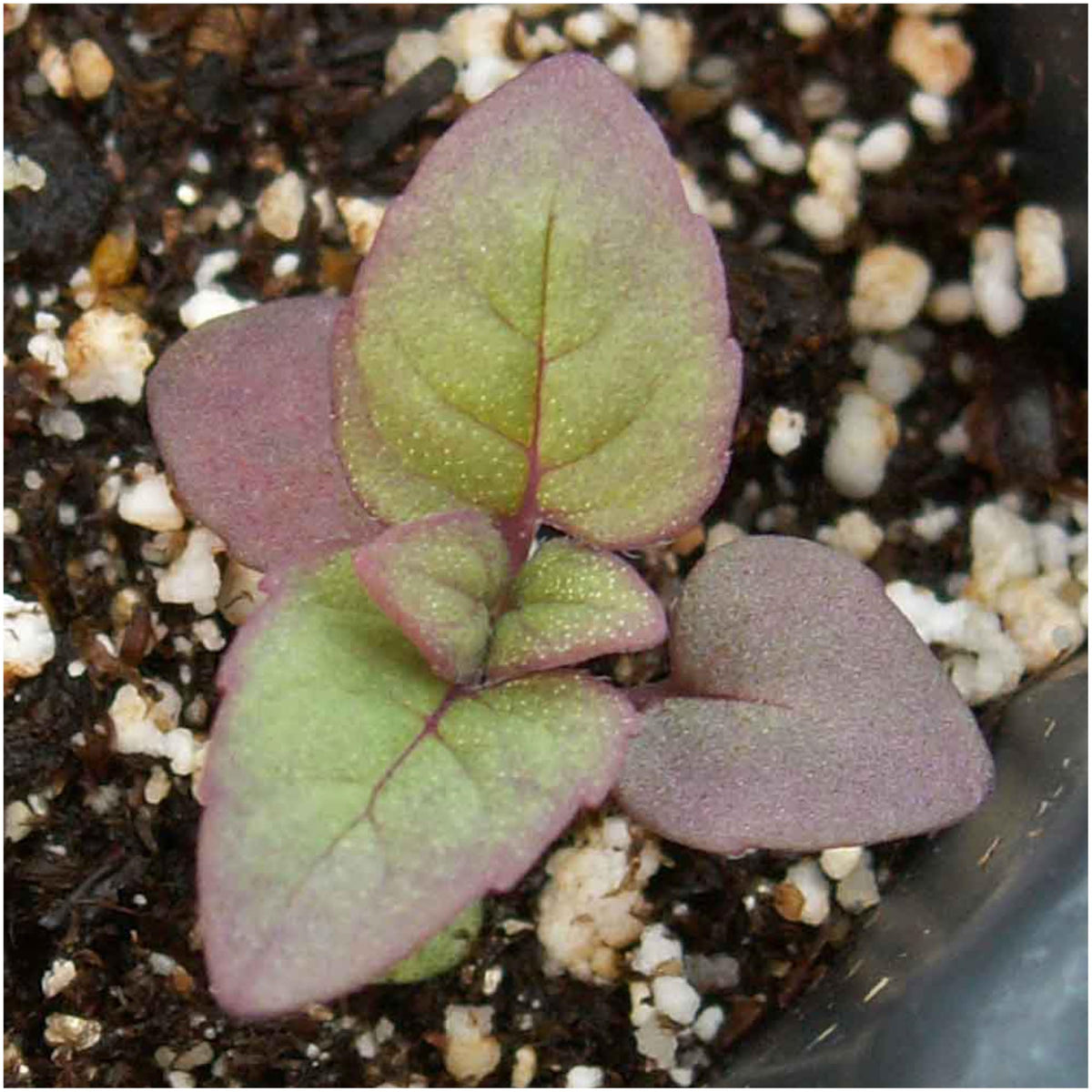 Seed Needs Panorama Mix leaves and flowers ready for tea or garnish
