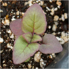 Seed Needs Panorama Mix leaves and flowers ready for tea or garnish