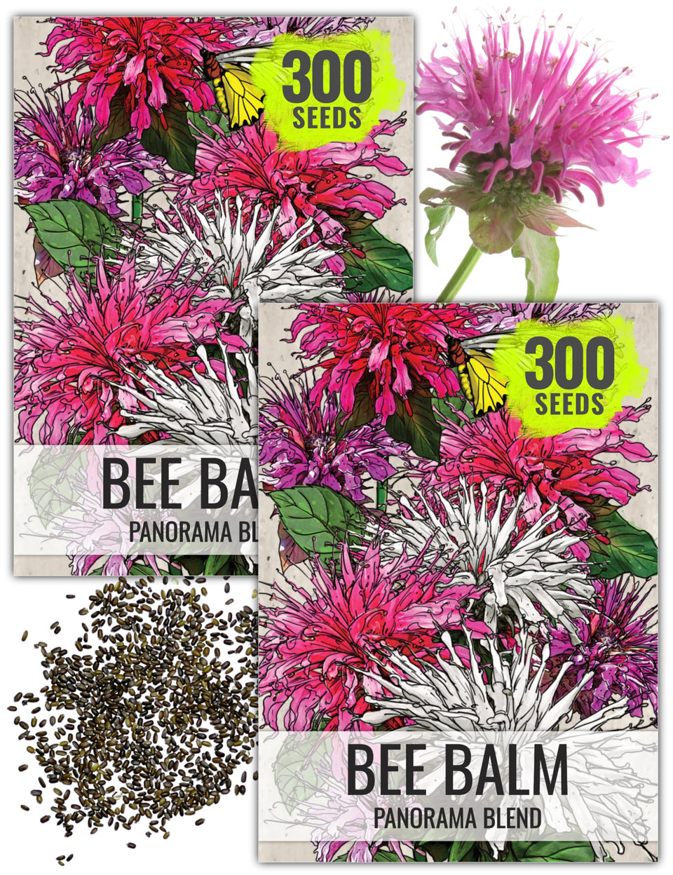 Seed Needs Panorama Mixed Bee Balm seeds pack front view for vibrant border planting