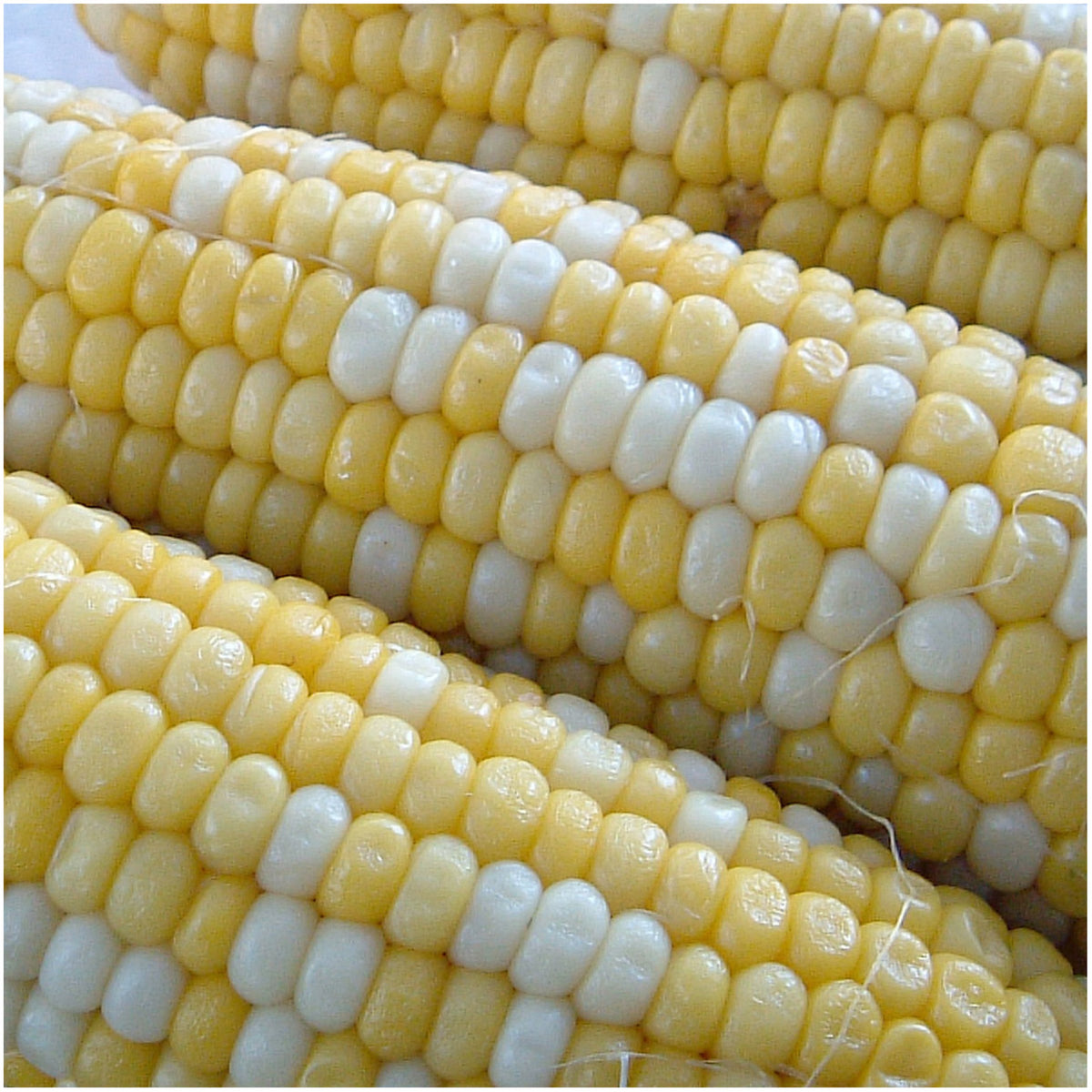 Seed Needs Peaches and Cream kernel close-up showing white and yellow bicolor kernels