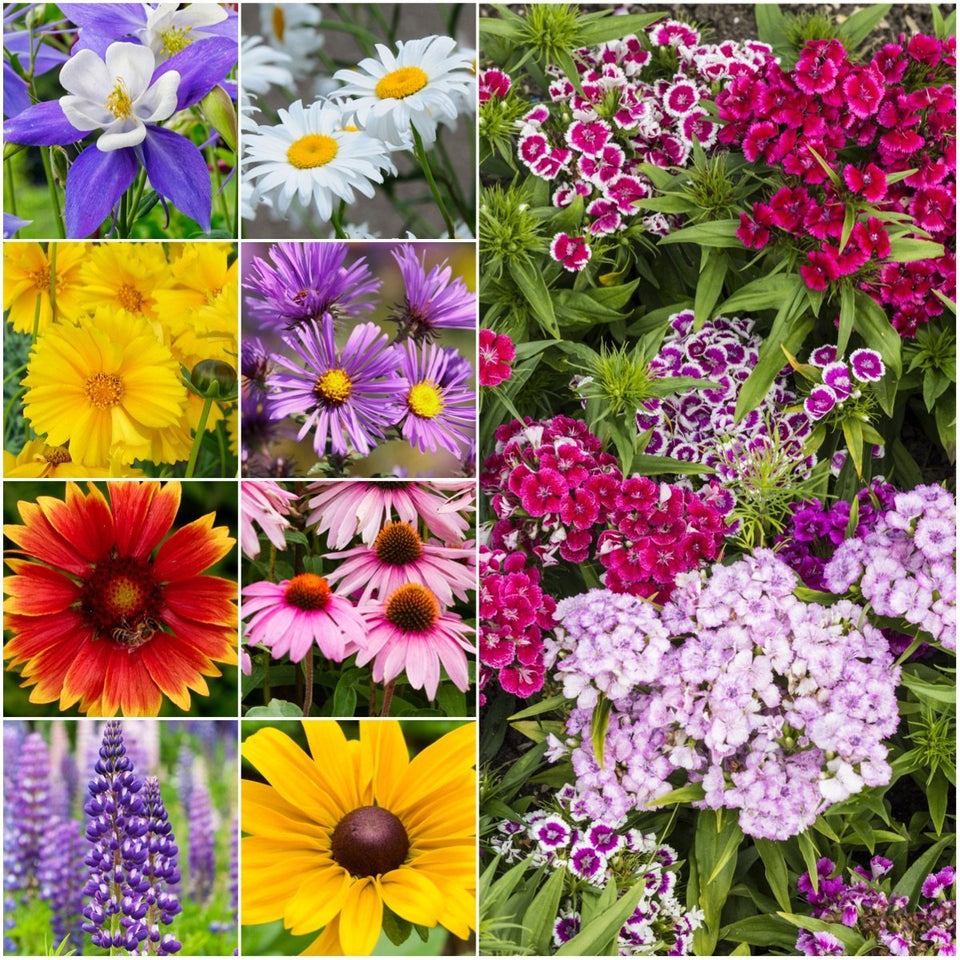 Seed Needs perennial wildflower seed mix packet for vibrant pollinator borders