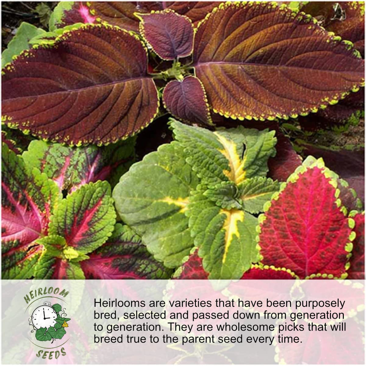 Seed Needs perennial wildflowers for year-to-year color