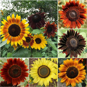 Seed Needs pollinator friendly sunflowers attract butterflies and bees.