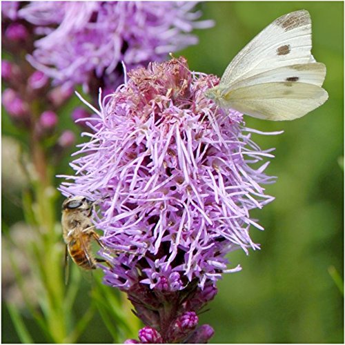 Seed Needs lupine seeds add bright focal blooms to sunny pollinator gardens