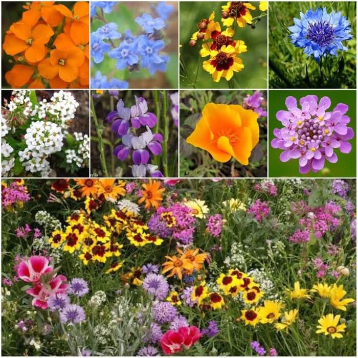 Seed Needs pollinator-friendly mix supports butterflies, bees, and beneficial insects.