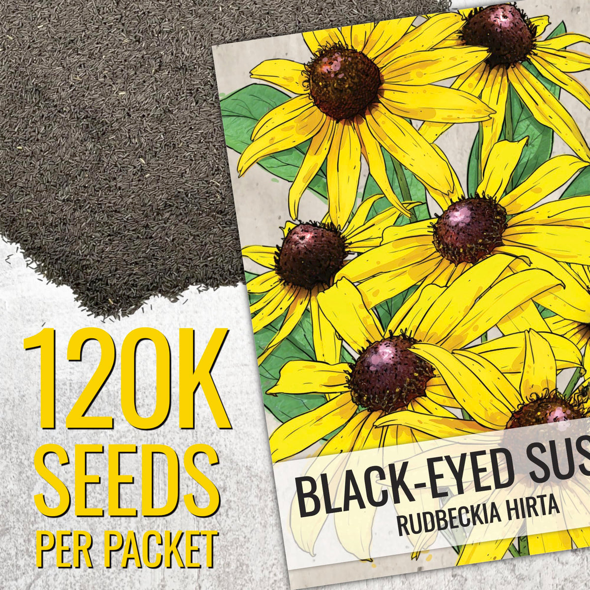 Seed Needs shows pollinators attracted to Black Eyed Susan blooms in the garden.