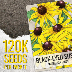 Seed Needs shows pollinators attracted to Black Eyed Susan blooms in the garden.