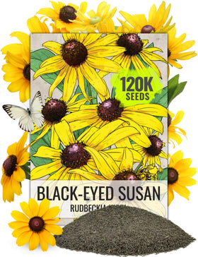 Seed Needs Black Eyed Susan seeds in a resealable pouch ready for bulk planting.