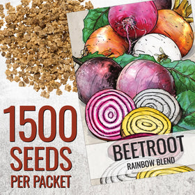 Seed Needs Rainbow Beet Seeds garden bed image highlights easy planting and harvest potential