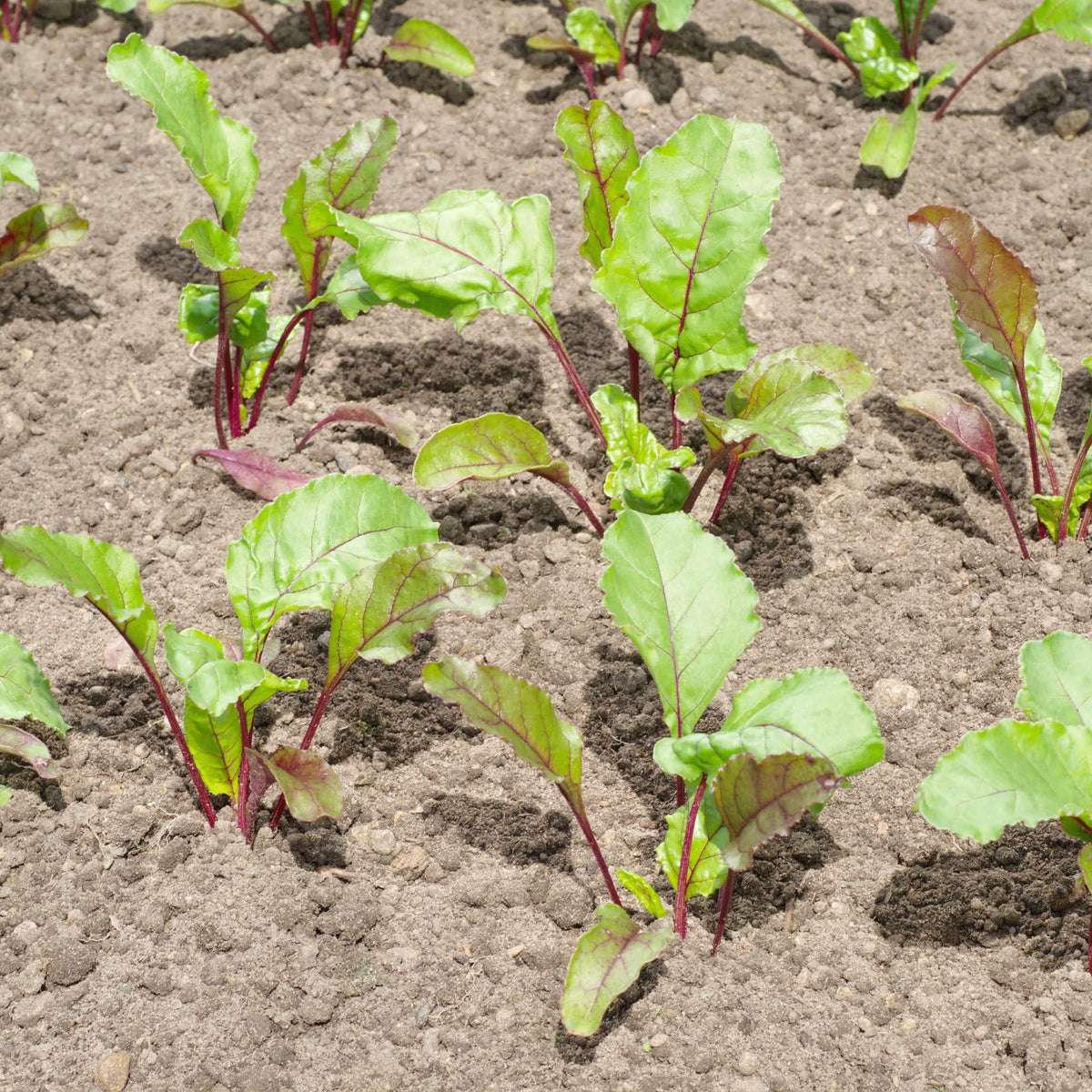 Seed Needs Rainbow Beet Seeds heirloom varieties emphasize authenticity and garden diversity