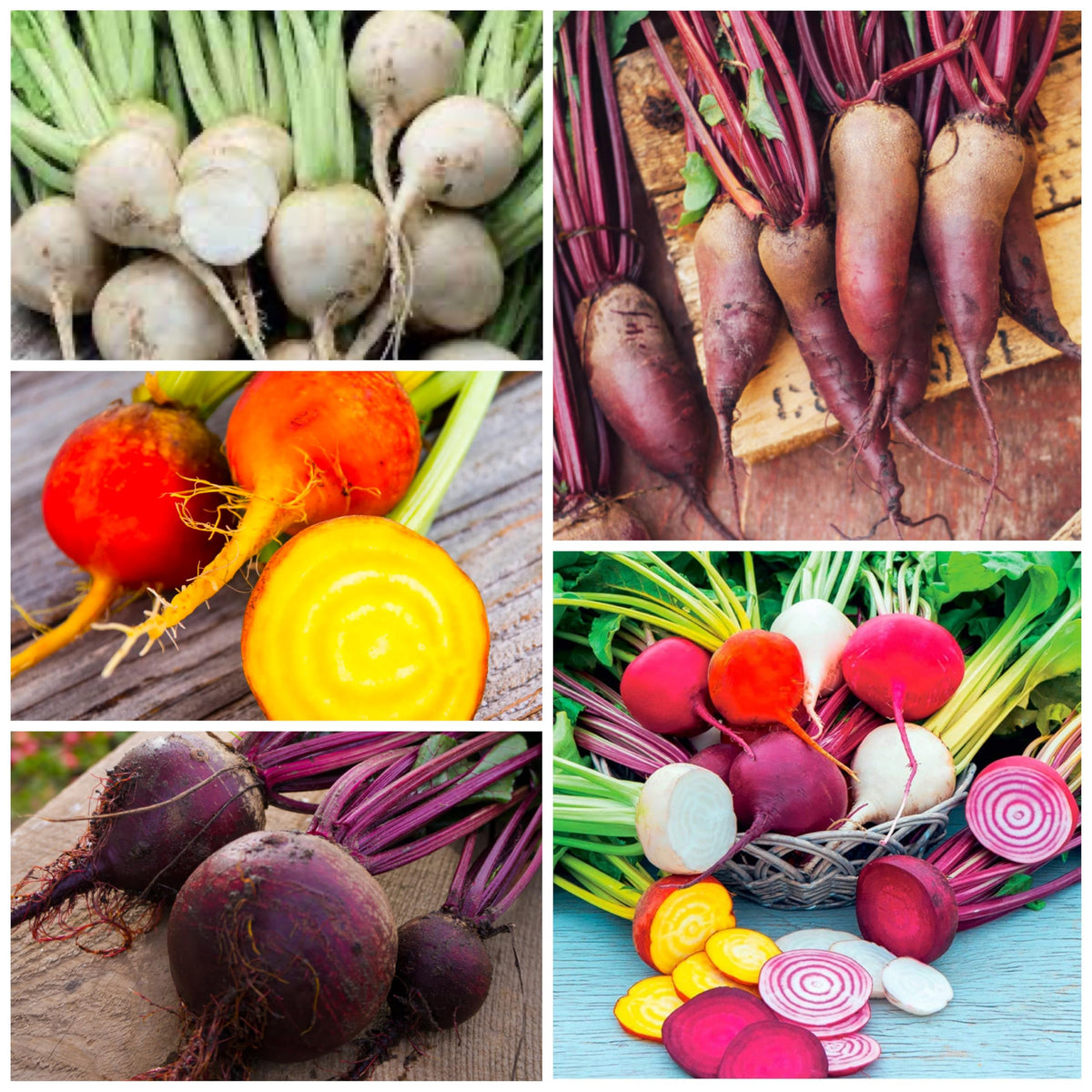 Seed Needs Rainbow Beet Seeds open-pollinated and heirloom characteristics for reliable home crops