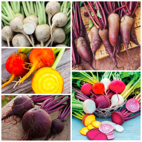 Seed Needs Rainbow Beet Seeds open-pollinated and heirloom characteristics for reliable home crops