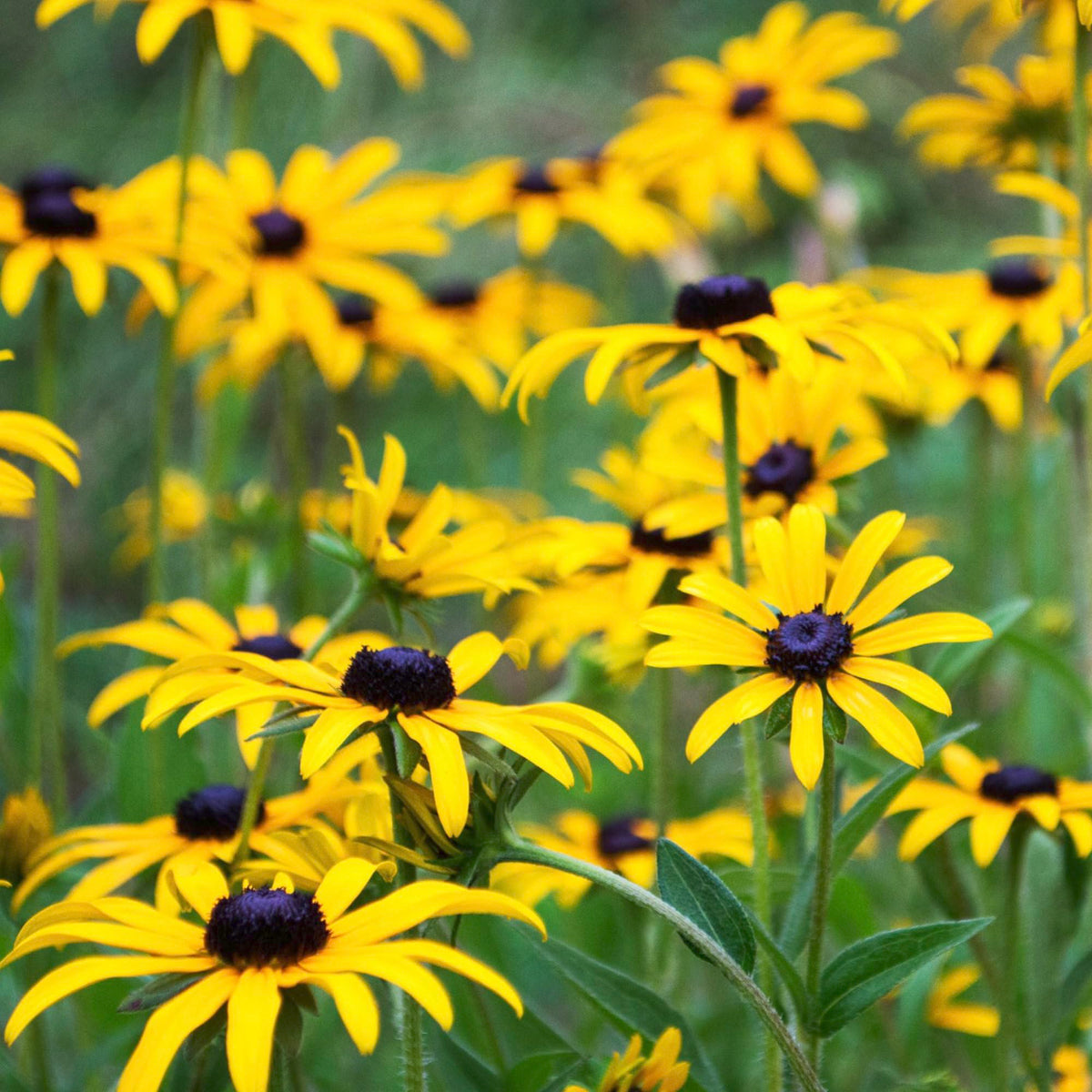 Seed Needs open-pollinated Rudbeckia Hirta seeds supporting biodiversity in gardens.