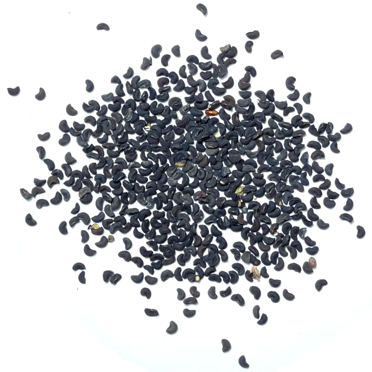 Seed Needs Rue seeds blue-green leaves add ornamental touch and pest deterrence
