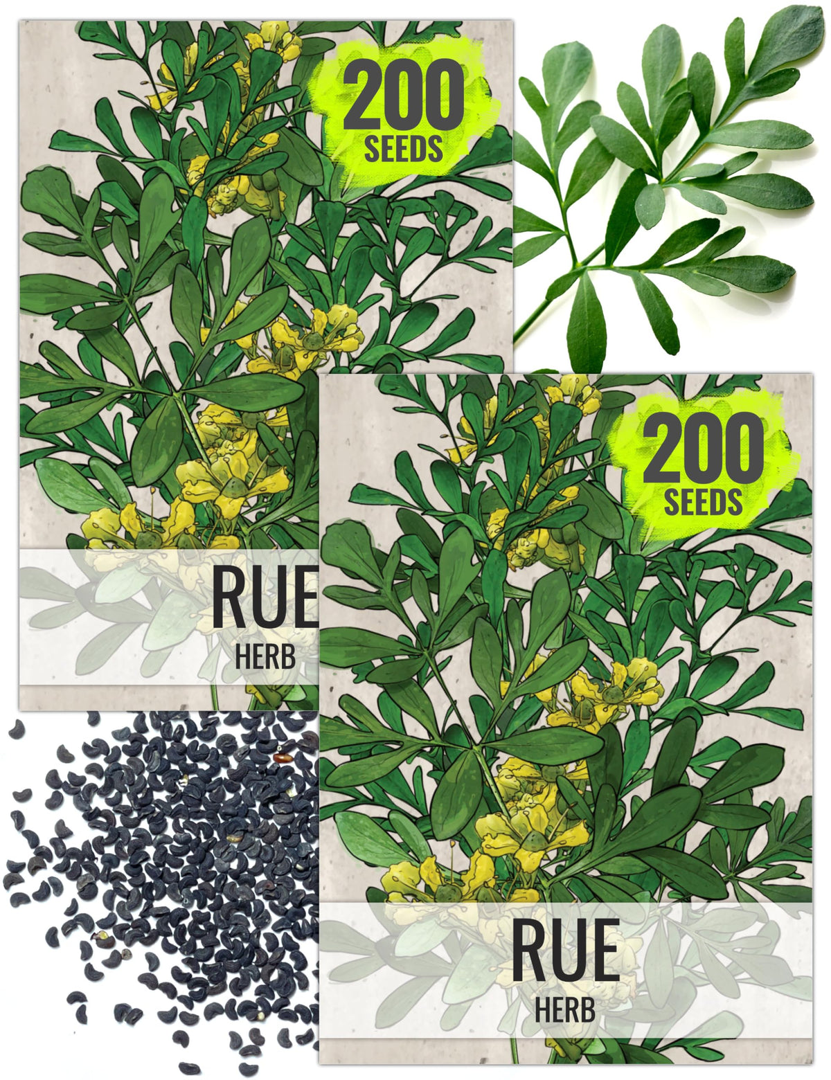 Seed Needs Rue seeds pack front for planning a home herb garden