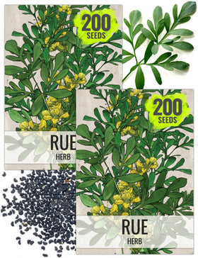 Seed Needs Rue seeds pack front for planning a home herb garden