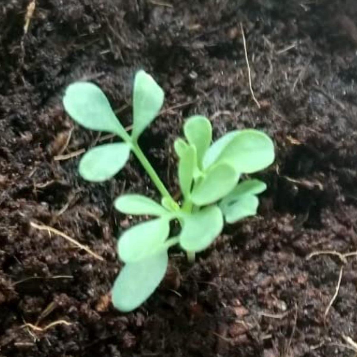 Seed Needs Rue seeds packaging moisture-resistant pouch keeps seeds fresh