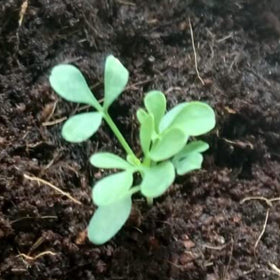 Seed Needs Rue seeds packaging moisture-resistant pouch keeps seeds fresh