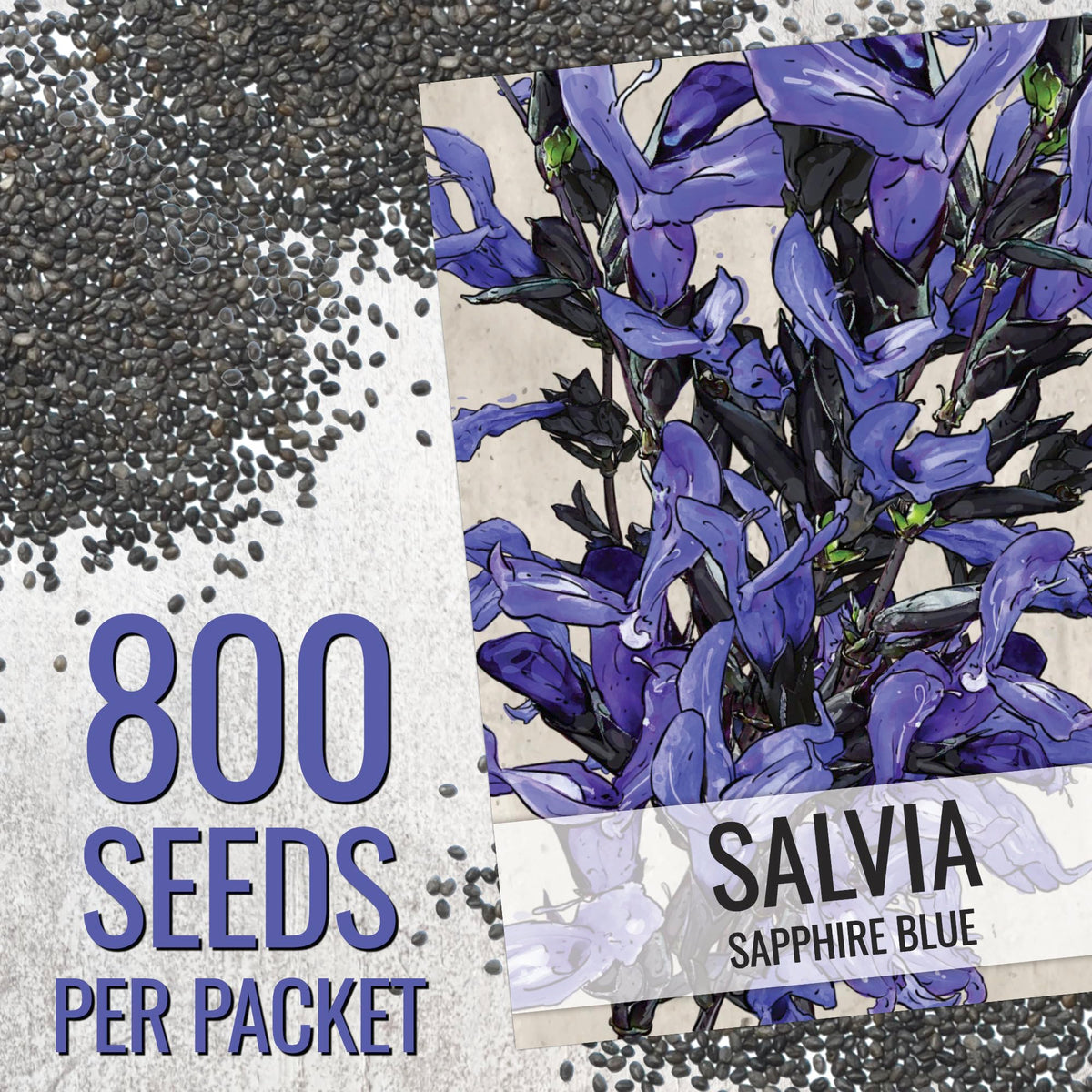 Seed Needs Sapphire Blue Sage close-up of sapphire-blue blossoms attracting pollinators.