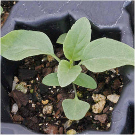 Seed Needs open-pollinated heirloom seeds for garden diversity.