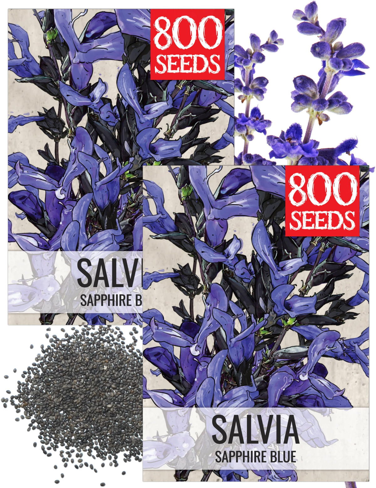 Seed Needs Sapphire Blue Sage seed packet front design for easy planting.