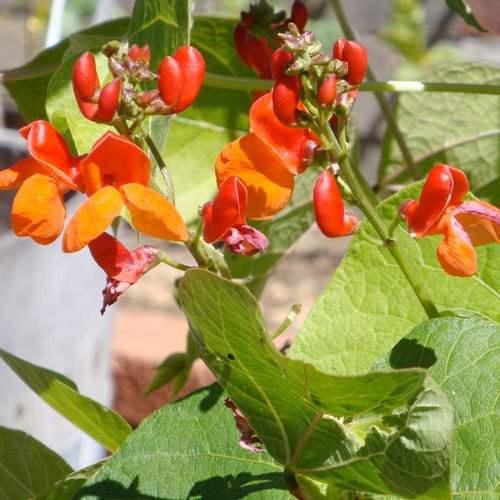 Seed Needs Scarlet Emperor Runner Bean seeds pack for vibrant, prolific climbing beans.