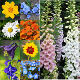 Seed Needs seed packets feature art and sowing instructions for easy planting.