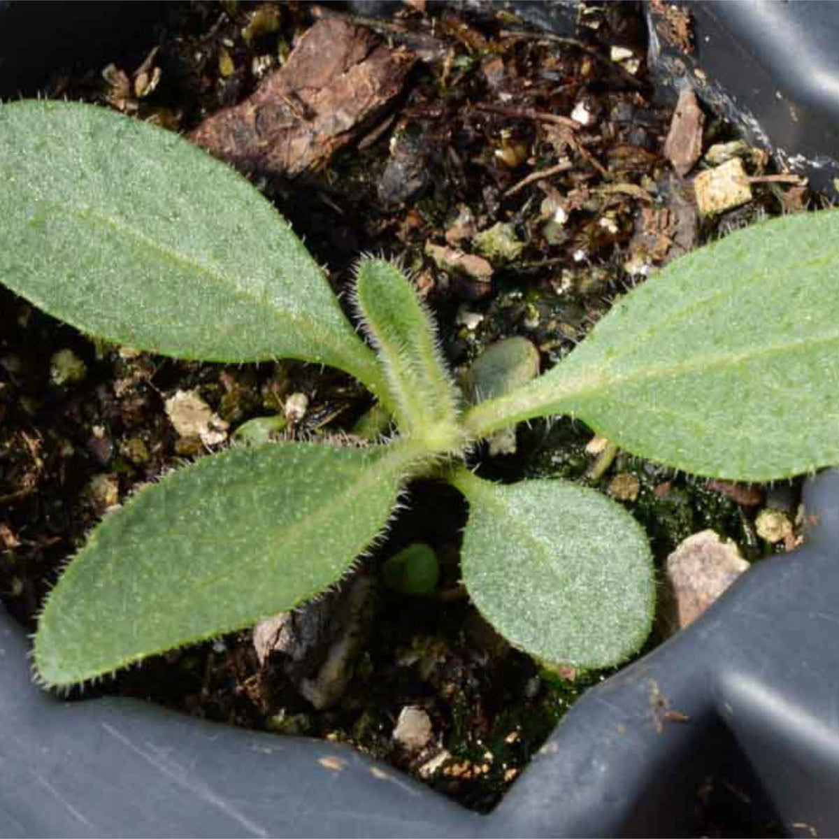Seed Needs pouch close-up with illustration and sowing information for gardeners.