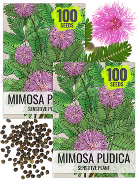 Seed Needs Mimosa pudica seed packet with sowing guide for easy planning.