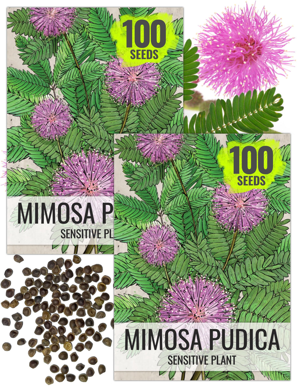 Seed Needs Mimosa pudica seed packet with sowing guide for easy planning.