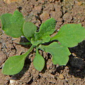 Seed Needs Shirley mixed-poppy seeds suit borders or cottage gardens for bright seasonal color.