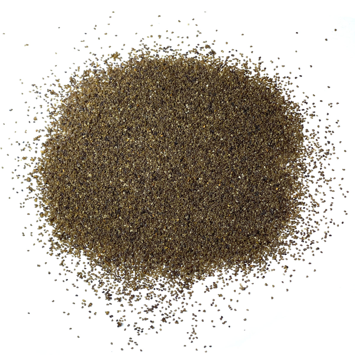Seed Needs Shirley seeds are open-pollinated, preserving heirloom genetics for future seasons.