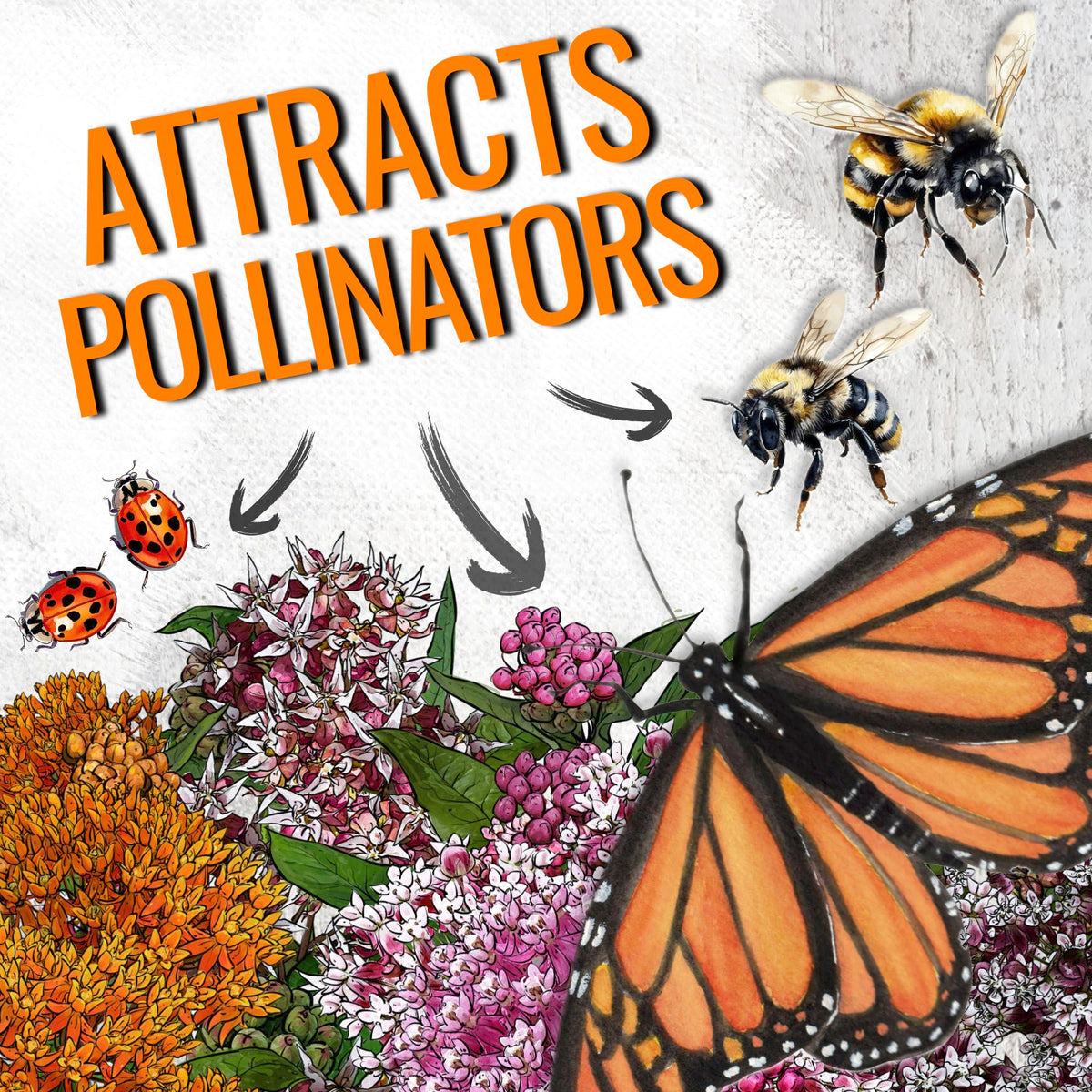 Seed Needs showy milkweed seeds pack includes Asclepias speciosa for biodiversity.