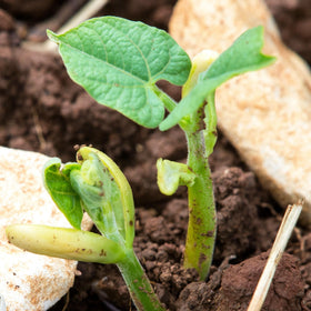 Seed Needs seeds packaged to stay fresh, supporting reliable germination.