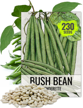 Seed Needs Slenderette pods — 5-inch slender beans, crisp and sweet for fresh eats.