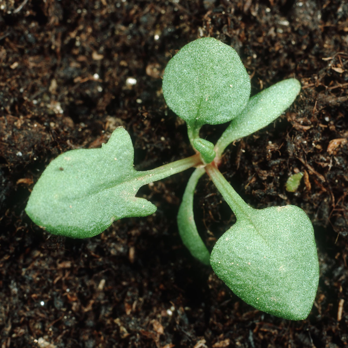 Seed Needs sorrel harvest image; early-season greens ideal for garnishing soups and sauces.