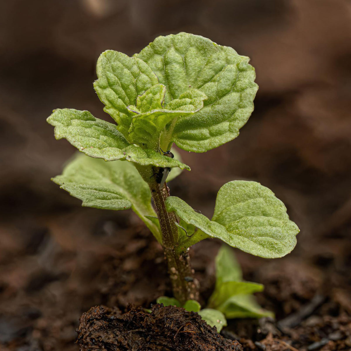 Seed Needs spearmint leaves add bright flavor to salads and beverages.