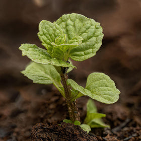 Seed Needs spearmint leaves add bright flavor to salads and beverages.