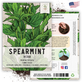 Seed Needs spearmint thriving in sunny outdoor herb garden.