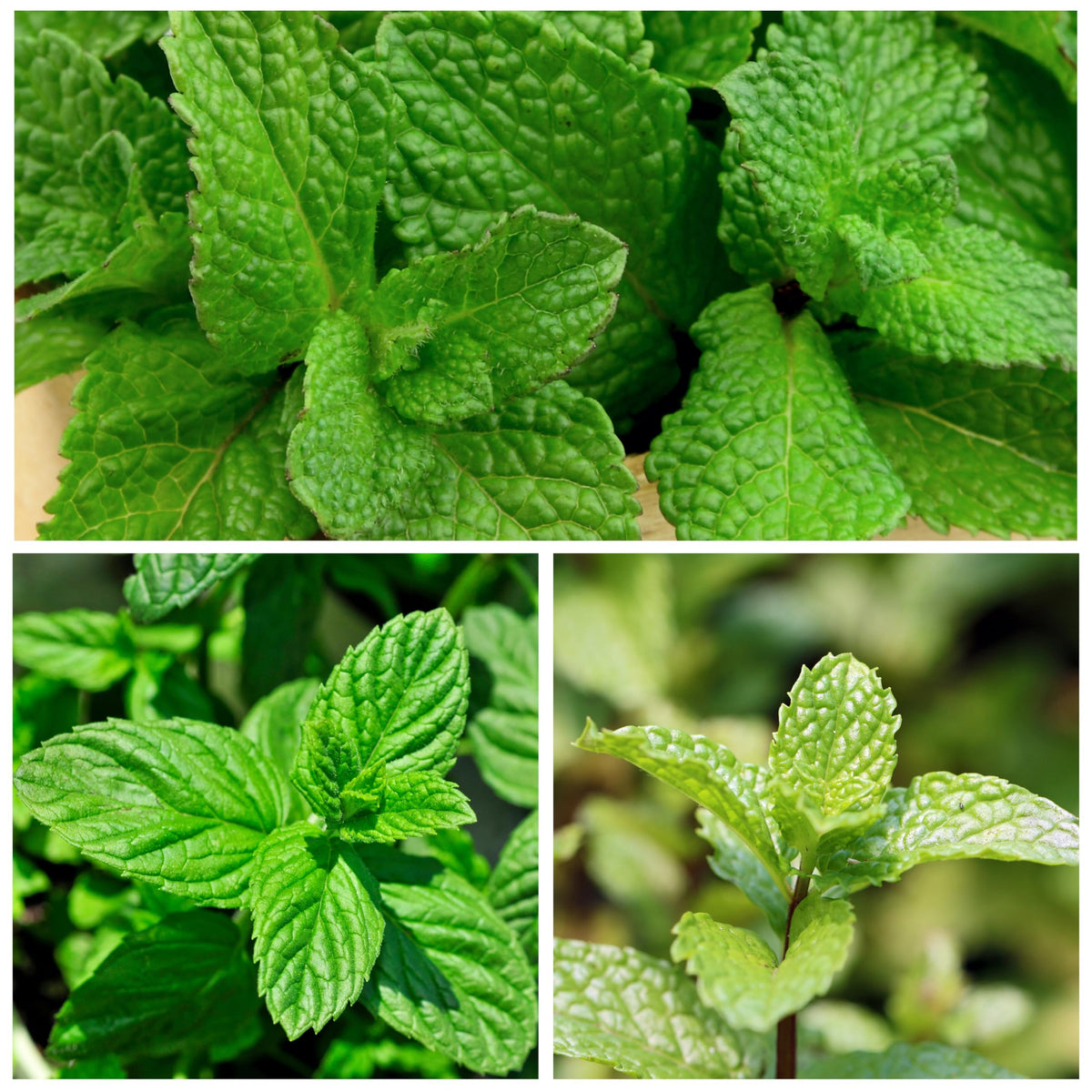 Seed Needs spearmint seedlings in pot thriving indoors for fresh herbs.