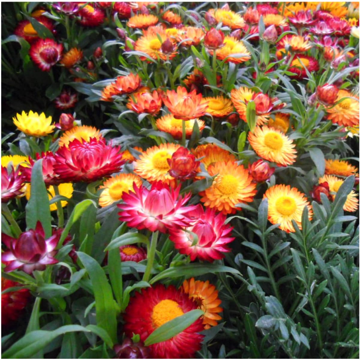 Seed Needs Strawflower Seeds with orange tones add sunny color to plots