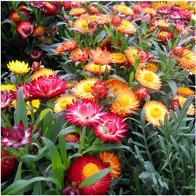 Seed Needs Strawflower Seeds with orange tones add sunny color to plots